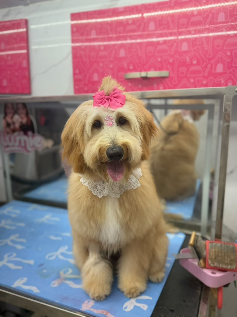 Dog freshly groomed inside the Lushie Pet Spa mobile grooming van