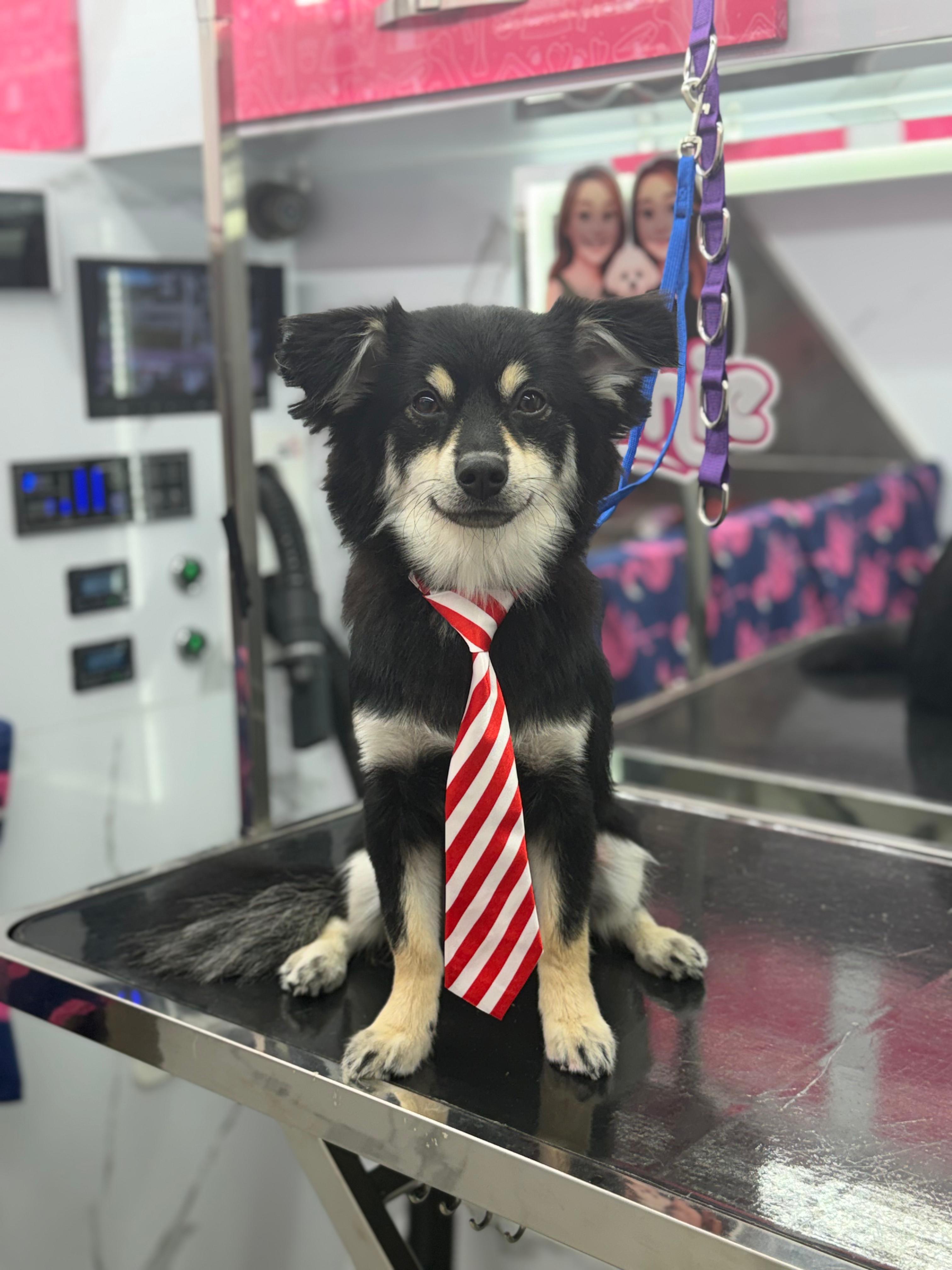 Lushie Pet Spa groomer caring for a dog inside the grooming van